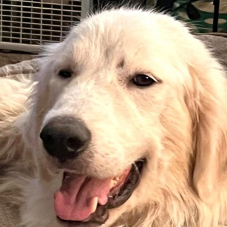 Rosemary - Great Pyrenees