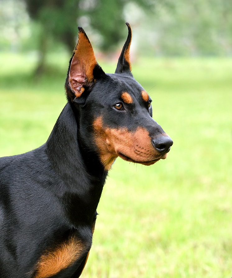 cropped eared doberman
