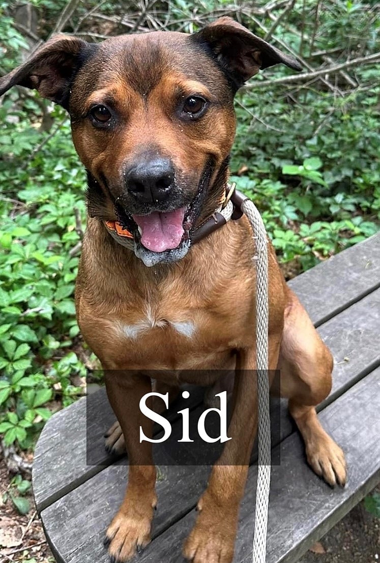 Dog up for Adoption: Twice Chosen, Twice Returned: The Unique Behavior That Makes This Shelter Dog's Adoption Challenging