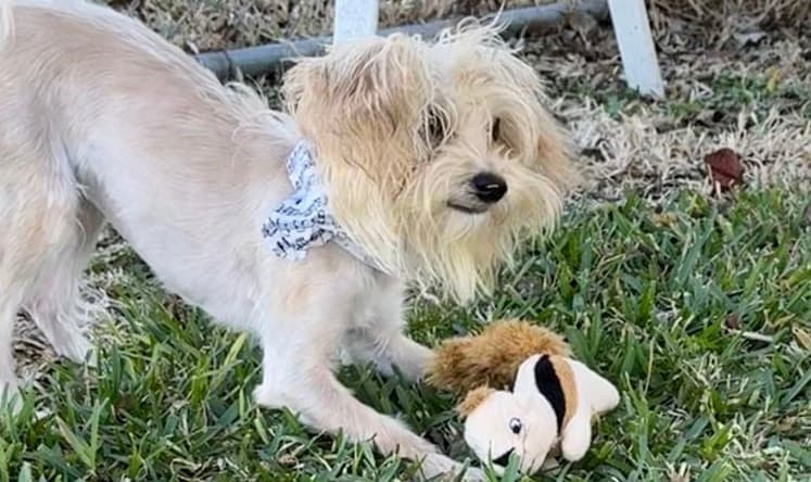 Brittany Spears - Maltese