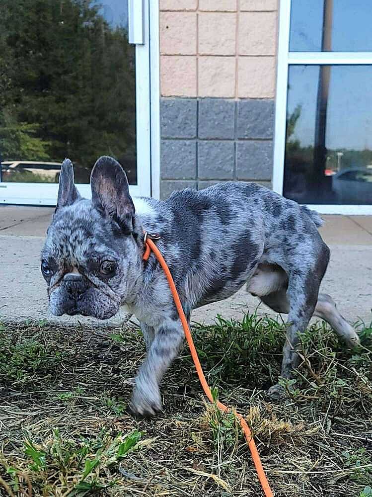 Dominic (GA) - French Bulldog