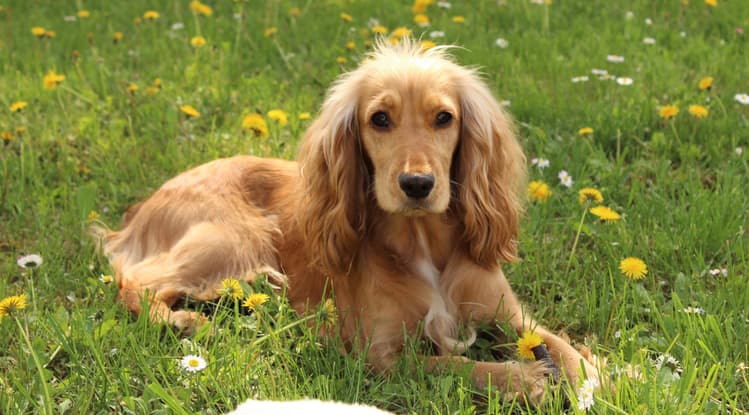 Are Cocker Spaniels Hypoallergenic?