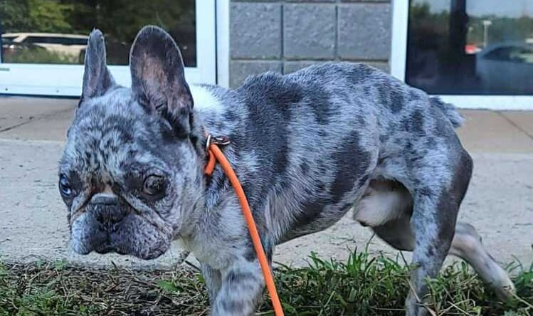 Dominic (GA) - French Bulldog