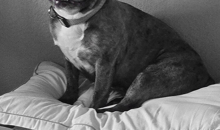 SKYE (Calif) KY - French Bulldog