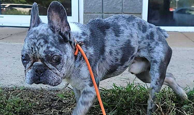 Dominic (GA) - French Bulldog