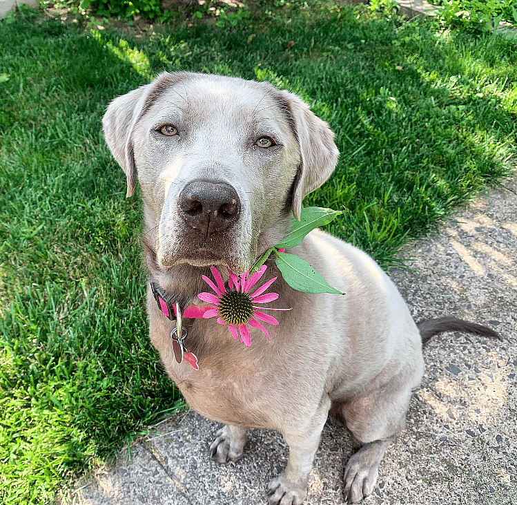 Silver Labrador