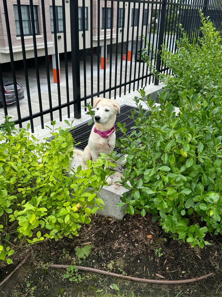 Molly (Ginny's Litter)
