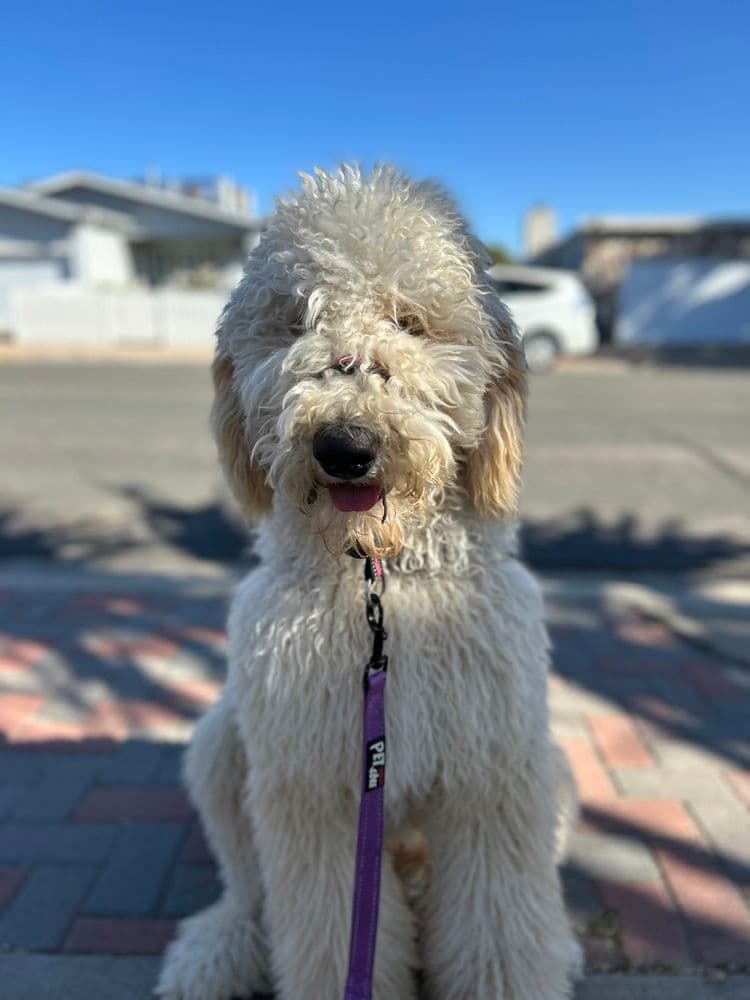 Nugget