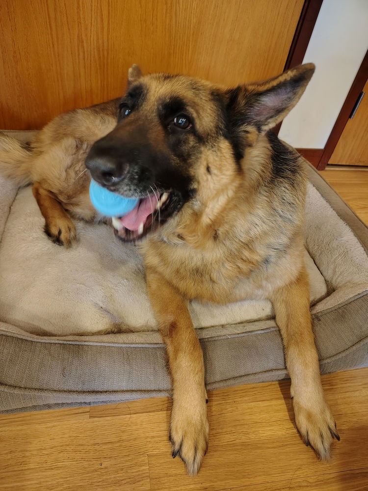 Paddy - German Shepherd Dog