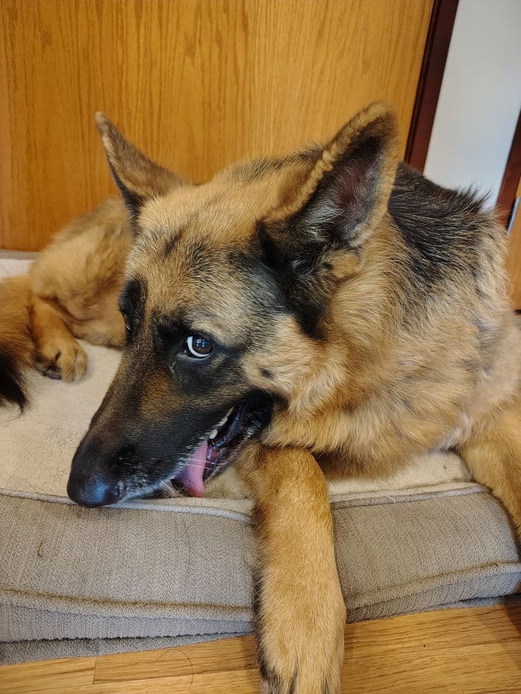Paddy - German Shepherd Dog