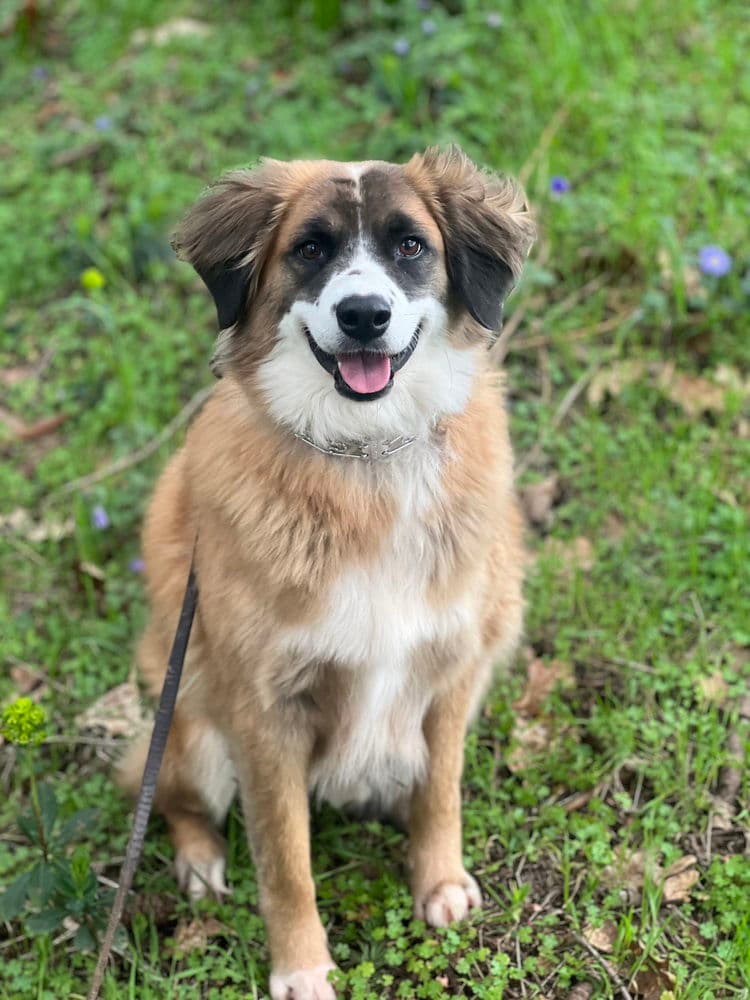 Alphie - Australian Shepherd
