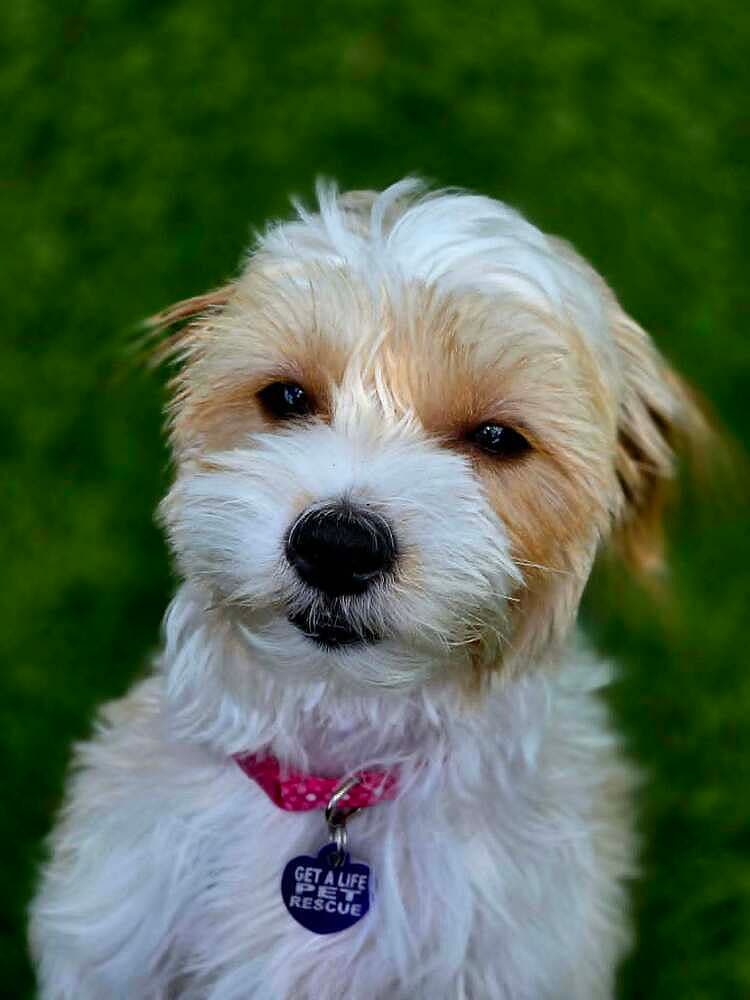 Azmira - Maltese
