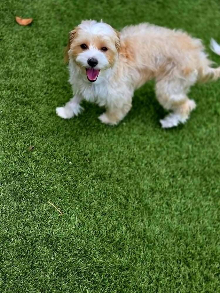 Azmira - Maltese
