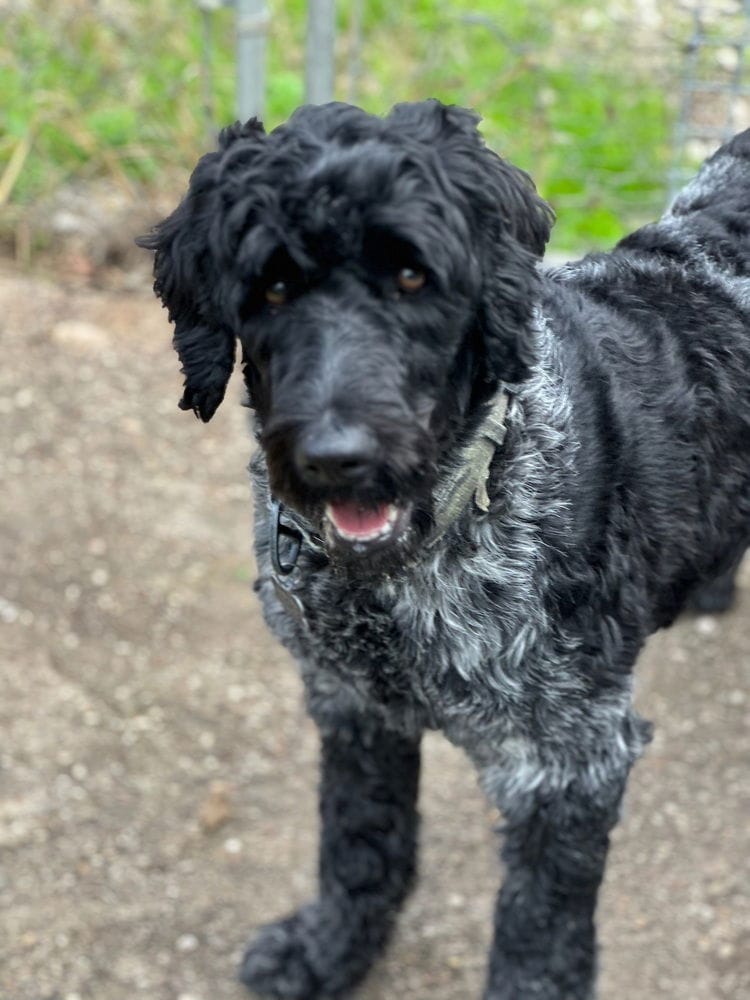 Charlie