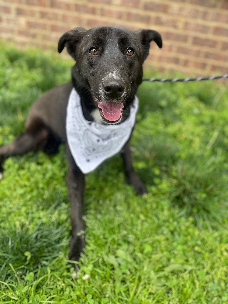 Bellamy up for Adoption