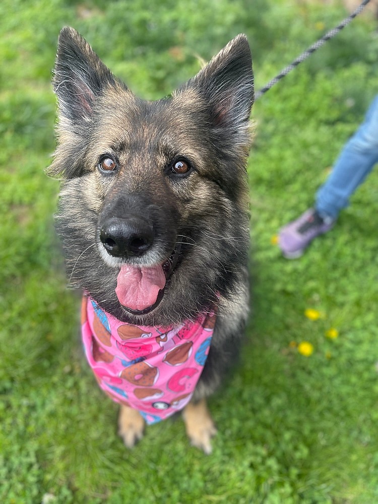 Mollie Beth up for Adoption