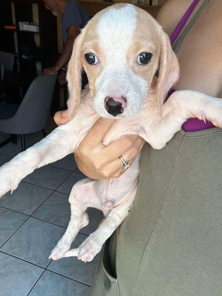 Arty (Anabelle's Litter)