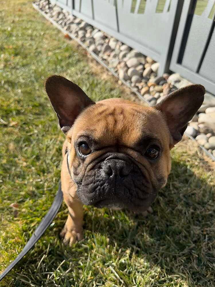 Gremlin