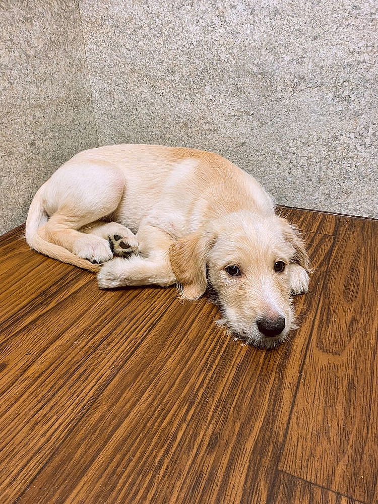 Carcone / Buttercup / Butter - Labrador Retriever