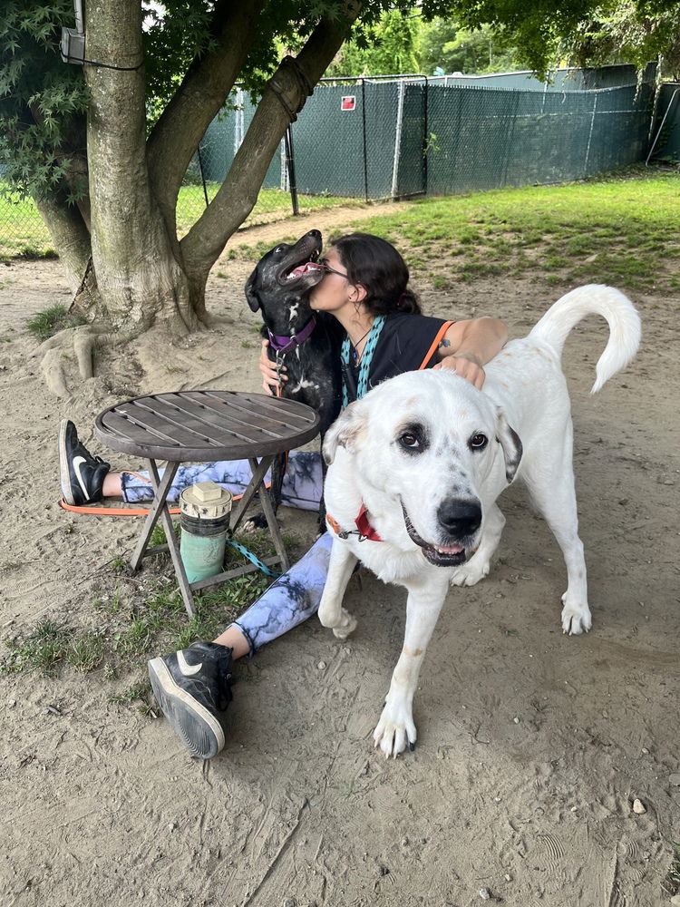 AC - Neo - Great Pyrenees