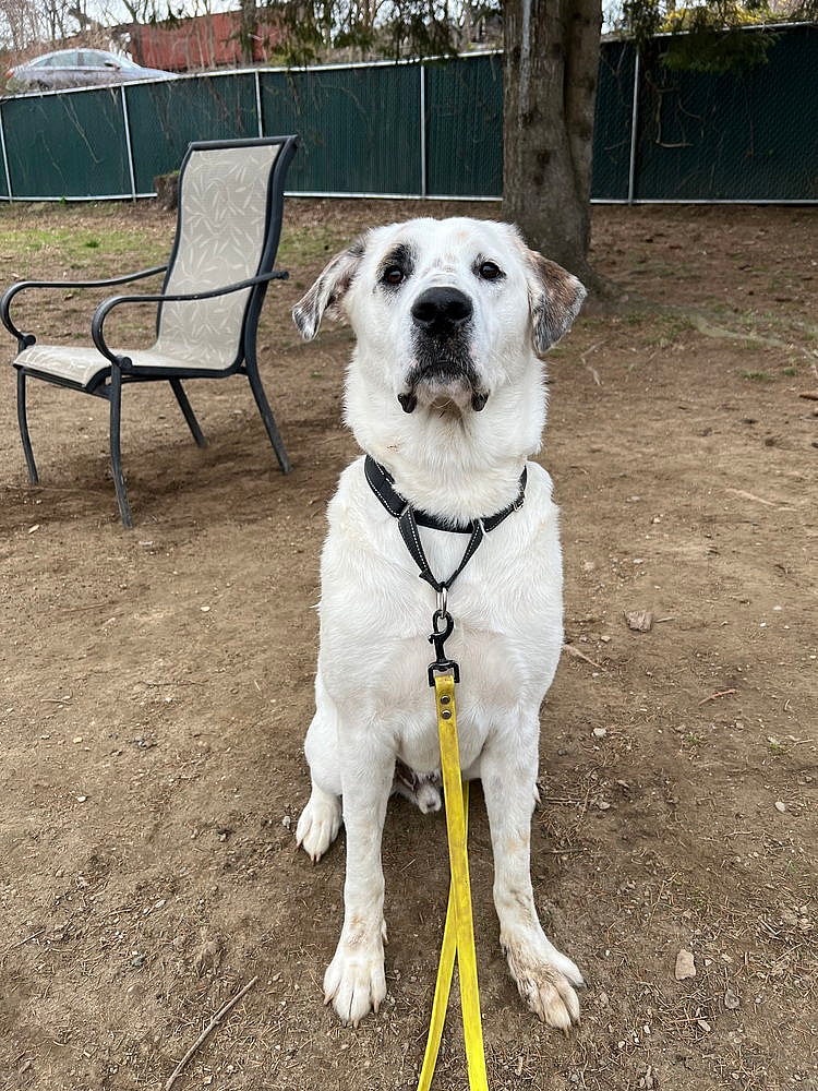 AC - Neo - Great Pyrenees