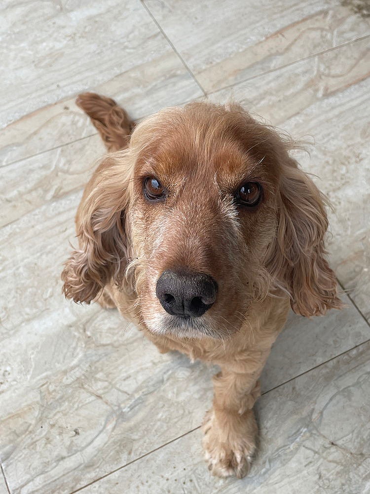 WILLY (Rep of Georgia) yo - Cocker Spaniel
