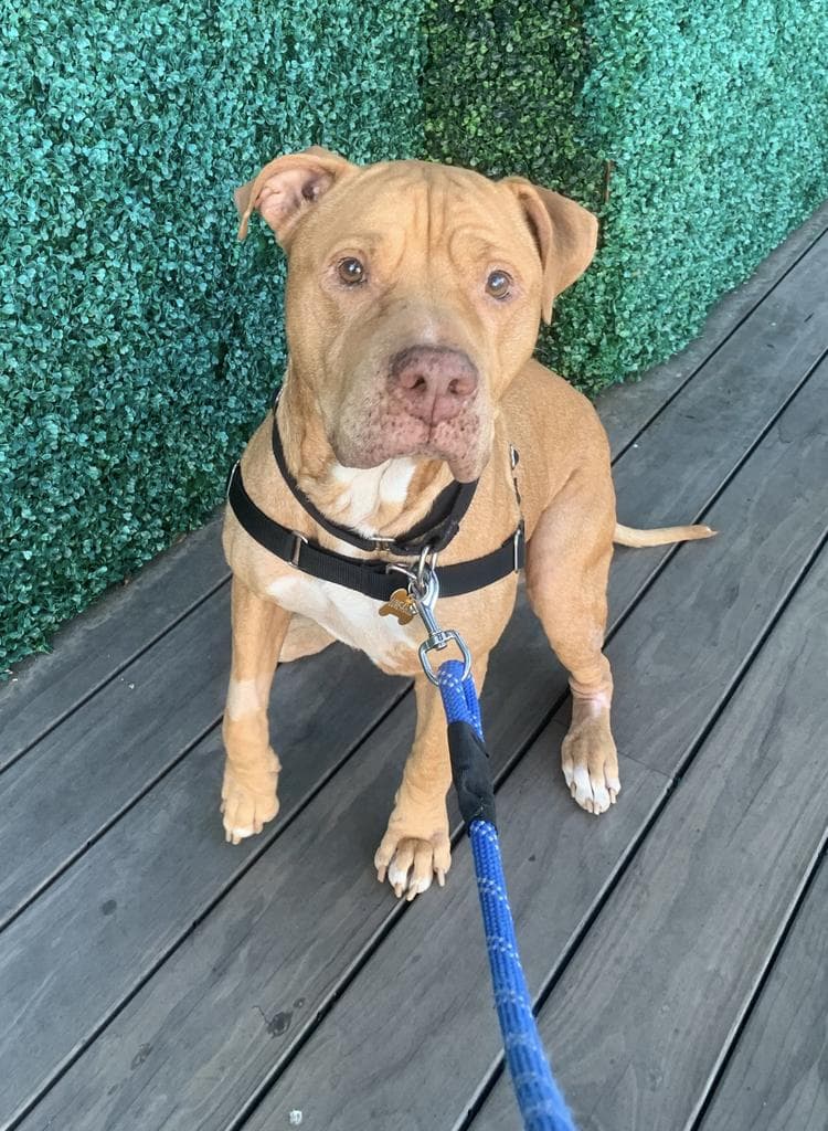 Achilles