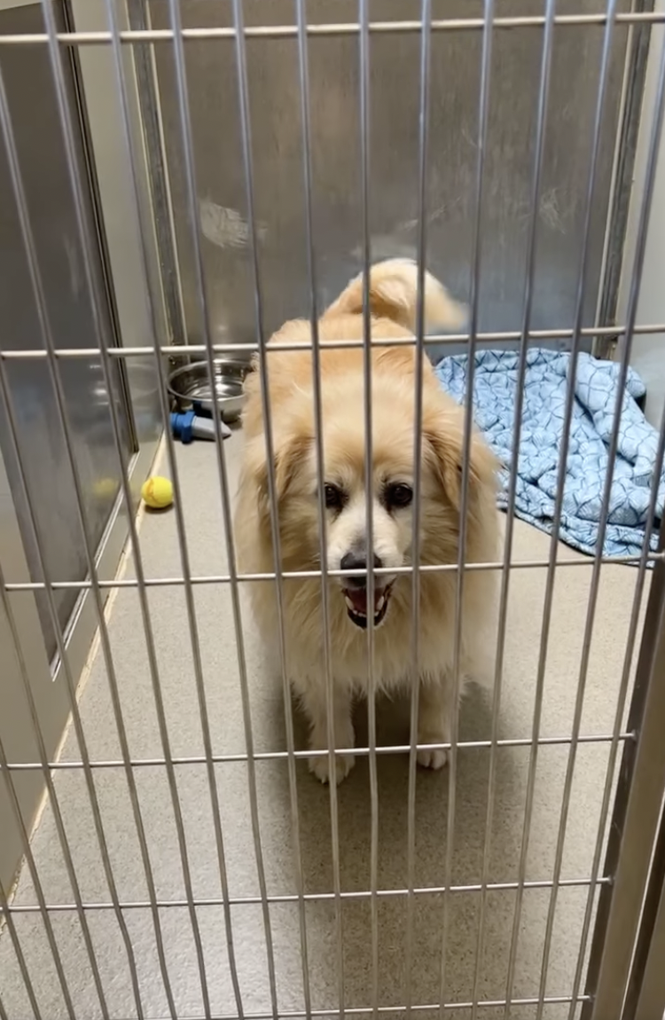Sitting with dogs: Owner's "Farewell" Selfies With Senior Dog Right Before Abandoning Him Spark Outrage