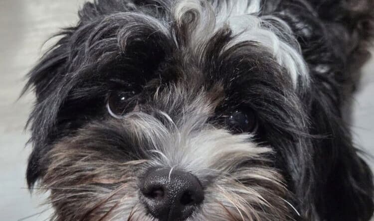 Akira - Shih Tzu