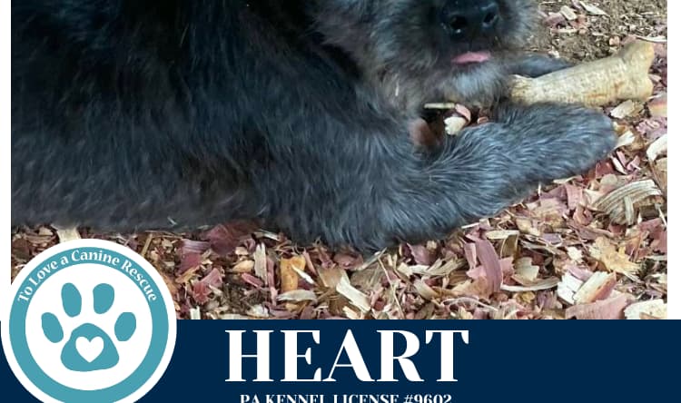 Heart (Valentines Day Pups) 031426 - Terrier