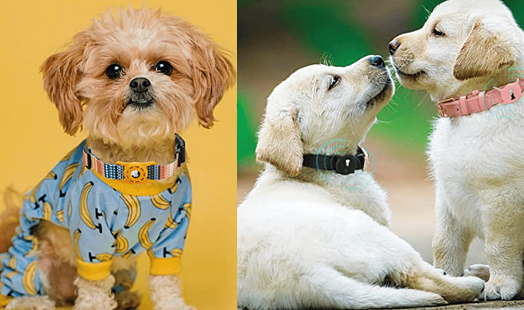 air tag dog collar