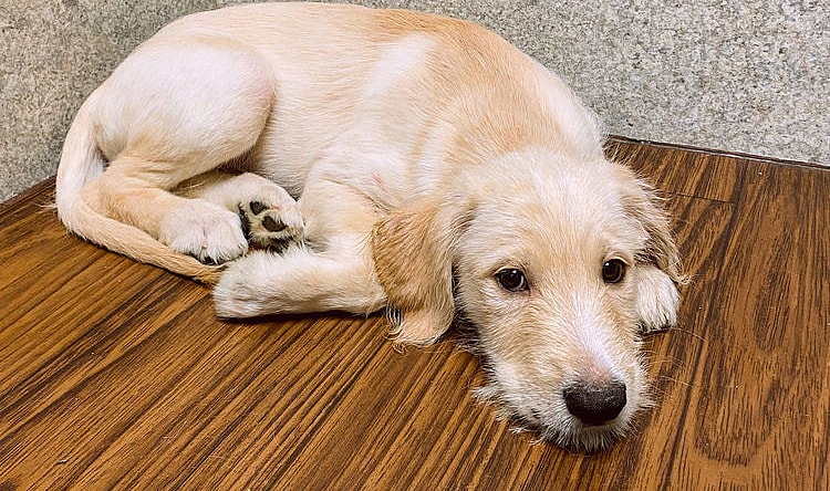 Carcone / Buttercup / Butter - Labrador Retriever