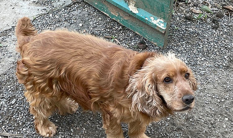 WILLY (Rep of Georgia) yo - Cocker Spaniel