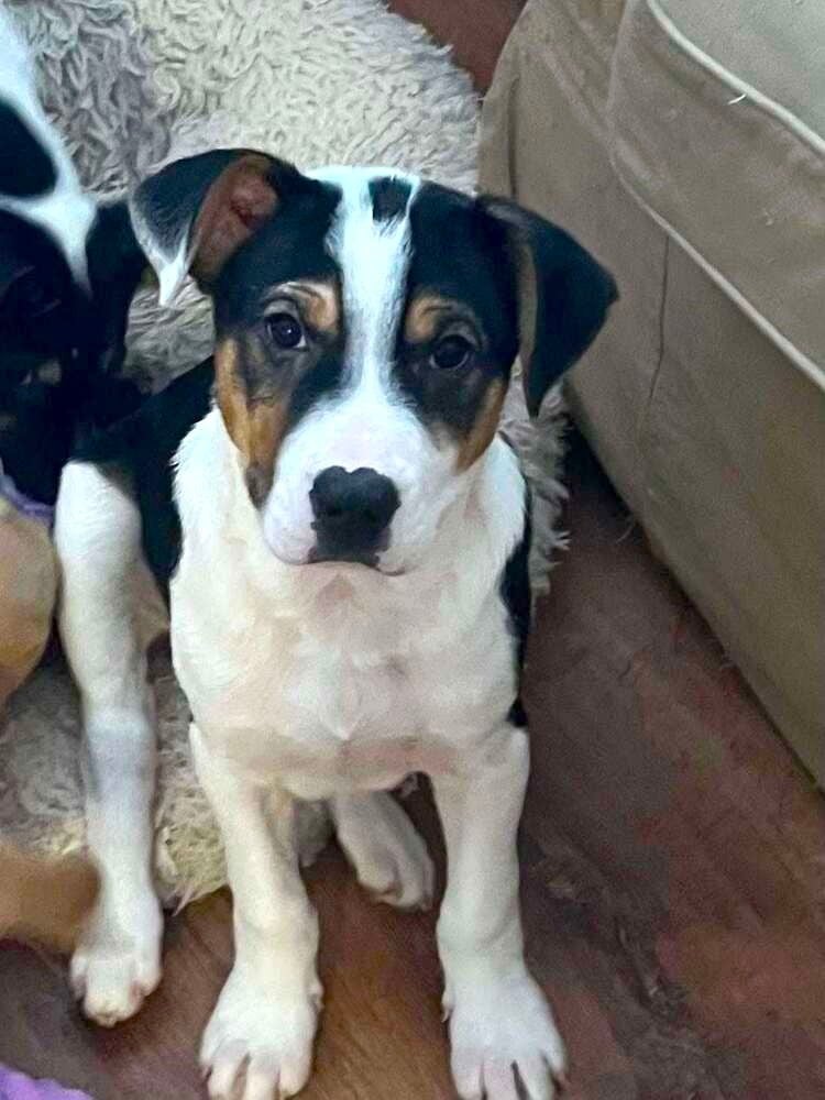 Snoopy (AL) - Jack Russell Terrier