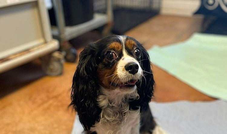 Molli - Cavalier King Charles Spaniel