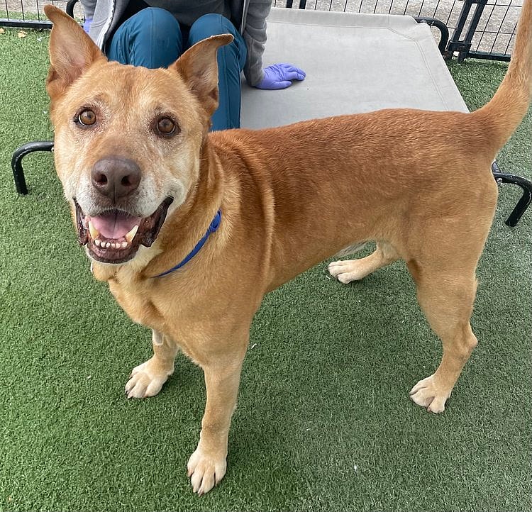 Dog With a Painful Past Needed Urgent Help