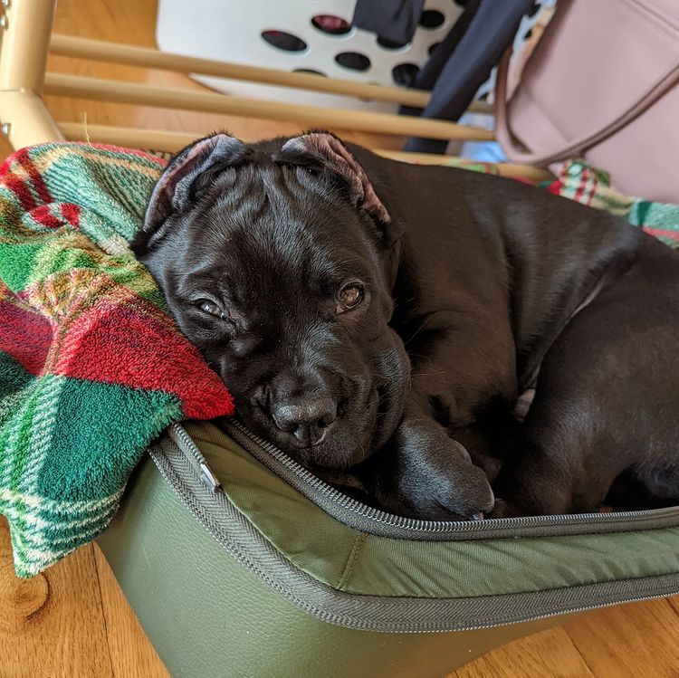 A cane corso puppy