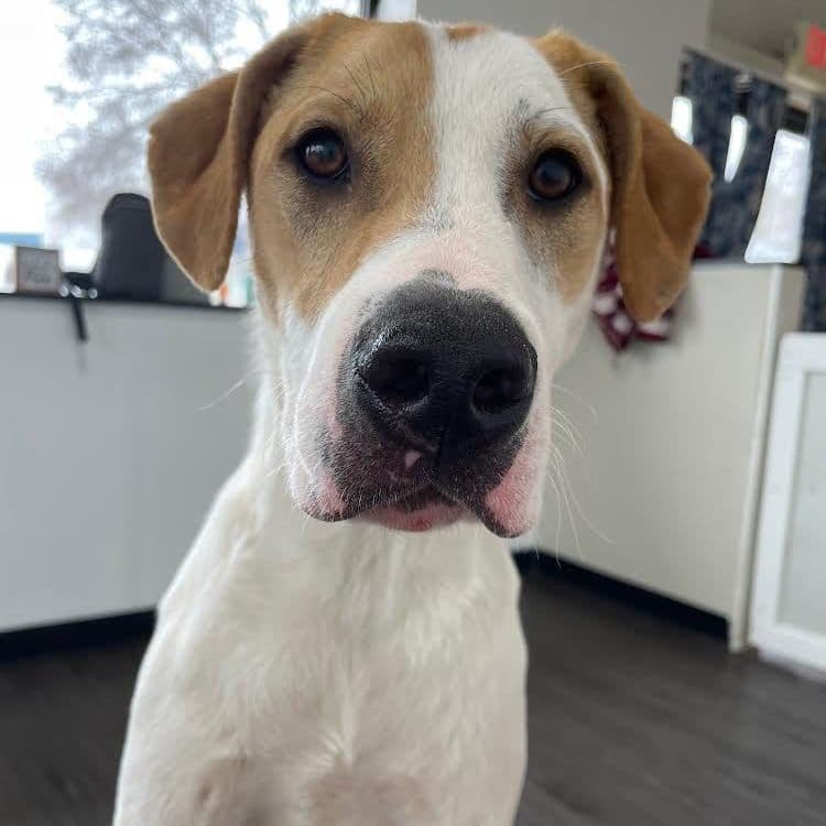 Dog up for Adoption: Dog Born at Shelter Has Never Known a Real Home. When Will This Whippet's Wait End?