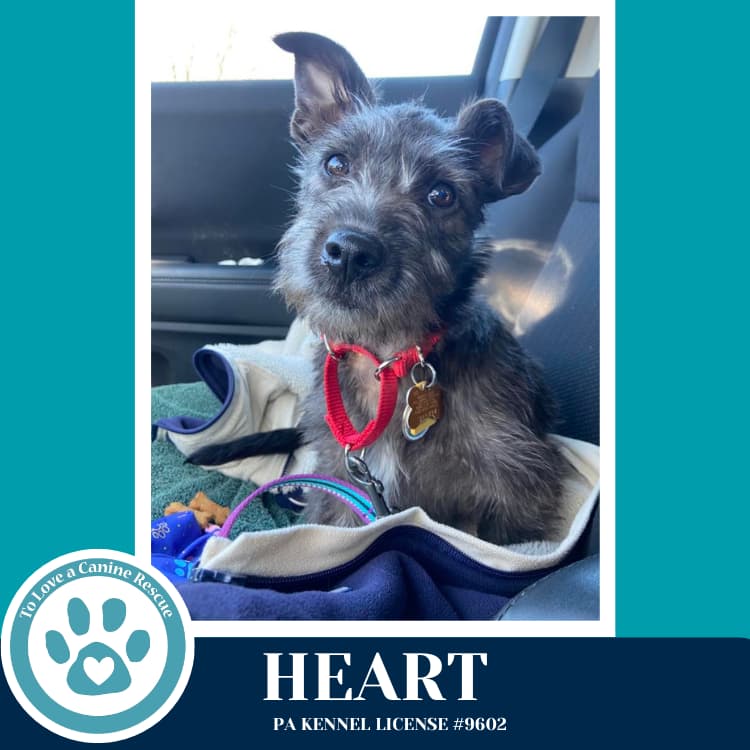 Heart (Valentines Day Pups) 031426 - Terrier