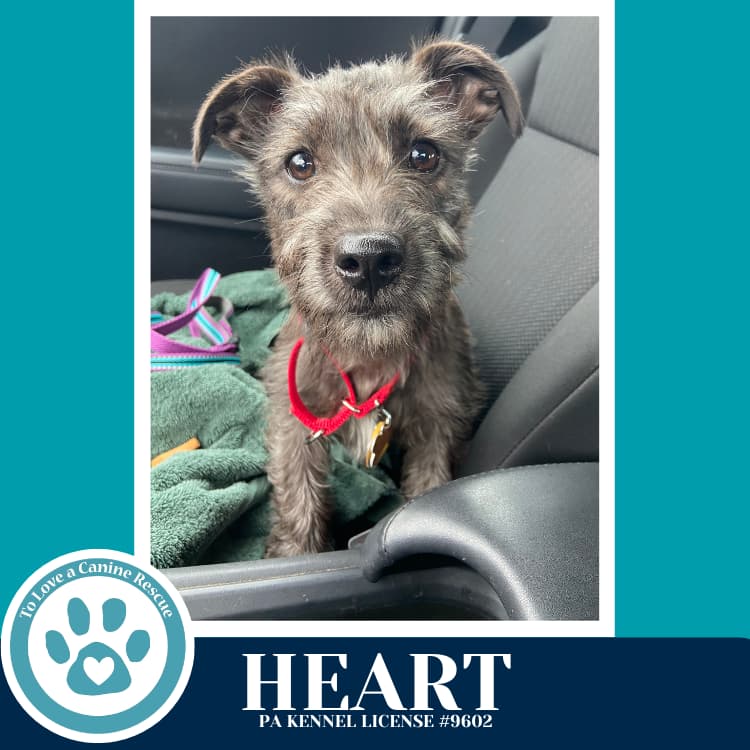 Heart (Valentines Day Pups) 031426 - Terrier
