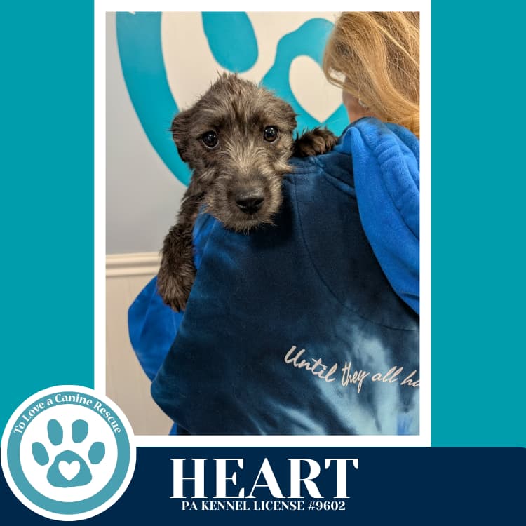 Heart (Valentines Day Pups) 031426 - Terrier