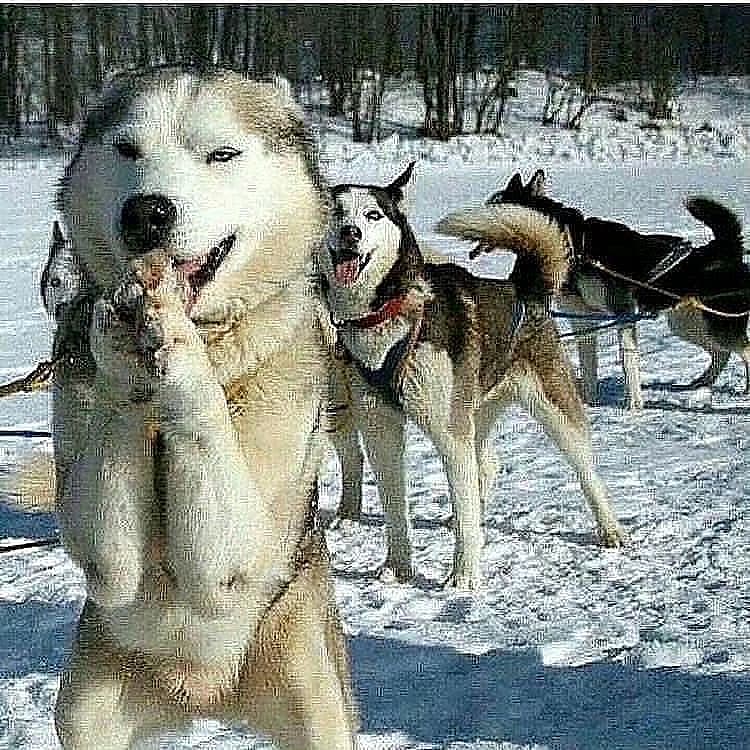 worst dogs for apartments