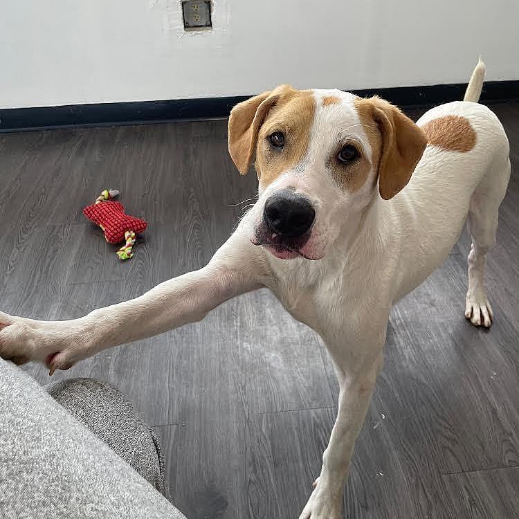 Dog up for Adoption: Dog Born at Shelter Has Never Known a Real Home. When Will This Whippet's Wait End?