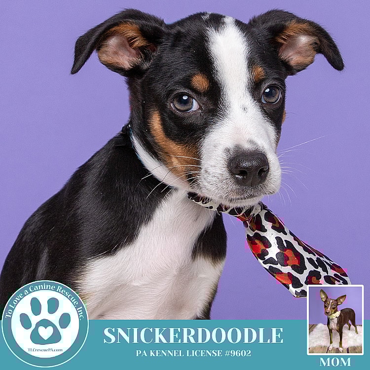 Snickerdoodle (Gingersnaps Cookies) 111624