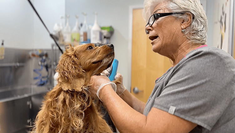 How To Shave A matted Dog