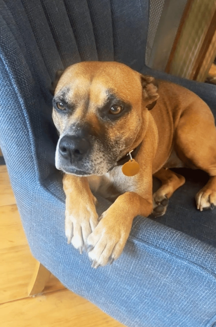 Dog Rescuer's Viral Plea for Adopting "Senior Dogs" Is Spot On