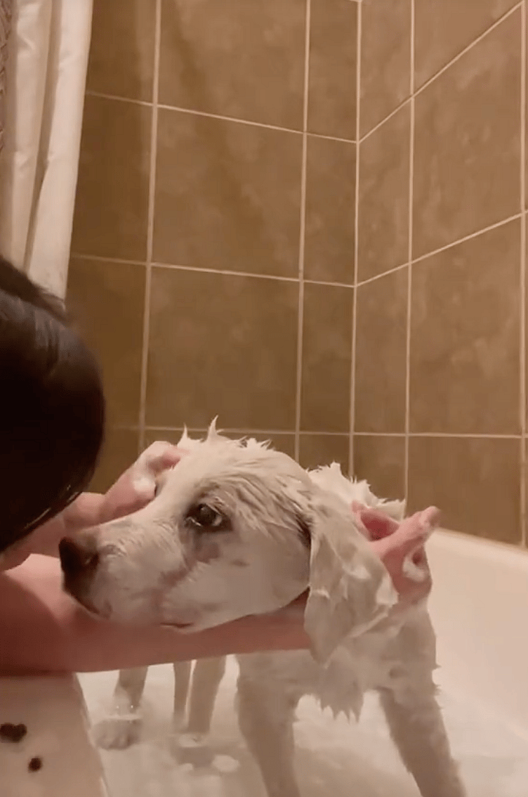 Great Pyrenees Puppy Rescued From Road By 'Disney Princess' ER Nurse