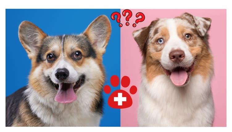 Auggie Dogs