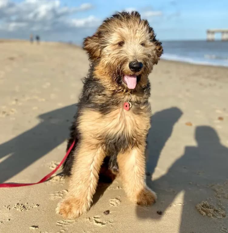 shepadoodle