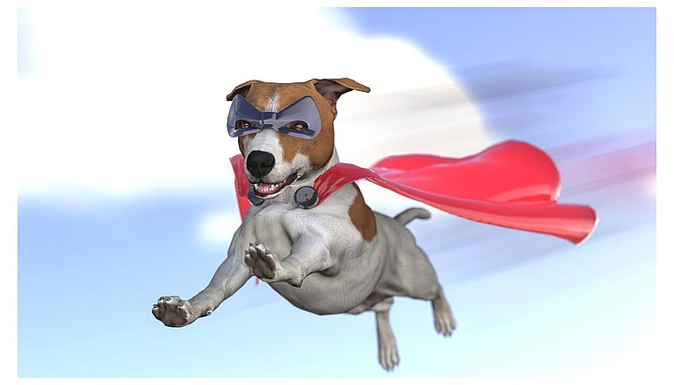 Superhero Dog Names ????